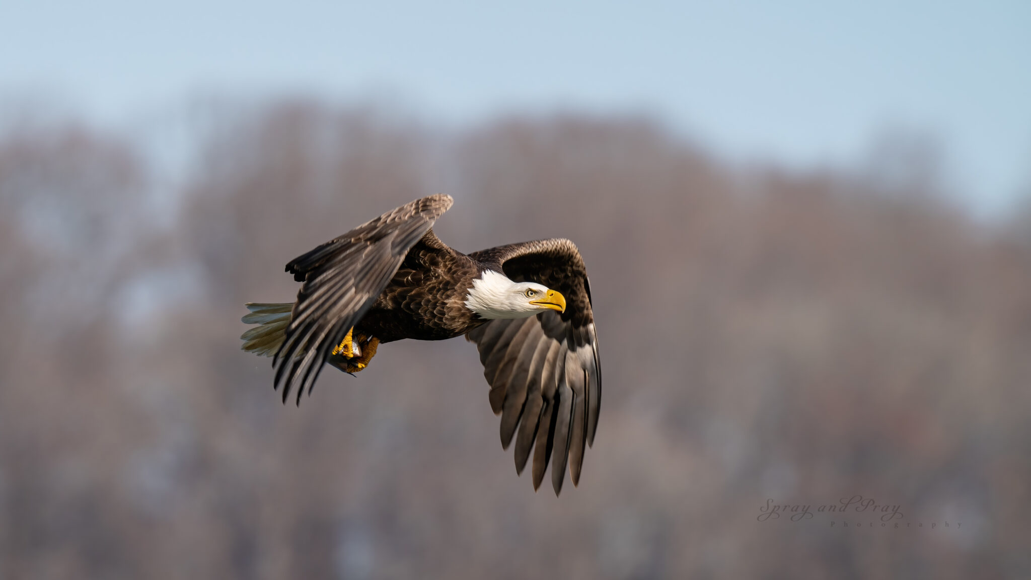 Wildlife Photography